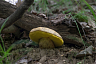 Саратовцы в грозу собрали благородные грибы  